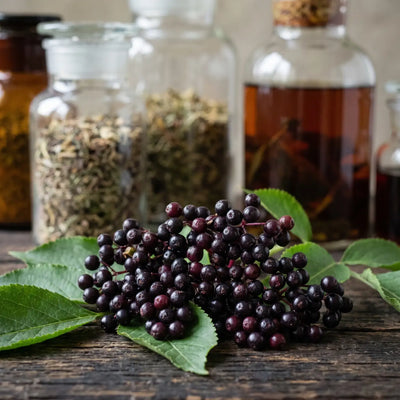 Sauco, antioxidante natural